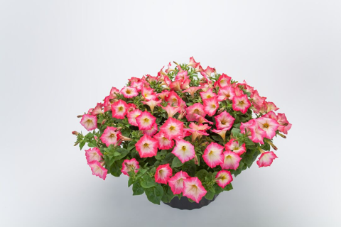 Фотофиниш Фотофиниш