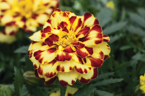 Общие правила при производстве бархатцев Общие правила при производстве бархатцев