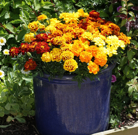 Основные моменты в технологии выращивания бархатцев отклонённых Основные моменты в технологии выращивания бархатцев отклонённых