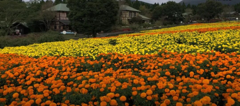 Важные моменты при выращивании бархатцев прямостоячих Важные моменты при выращивании бархатцев прямостоячих