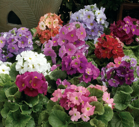 Примула обконика фото 1 Примула обконика фото 1