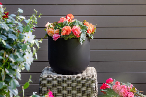 Бегония Лимитлесс фото 3 Бегония Лимитлесс фото 3