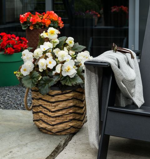 Бегония Лимитлесс фото 2 Бегония Лимитлесс фото 2