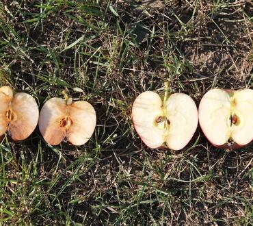 Сохраните урожай яблок до следующего сезона Заражение яблок патогенами