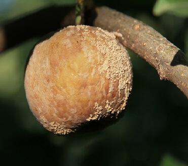 Сохраните урожай яблок до следующего сезона Гниль яблок