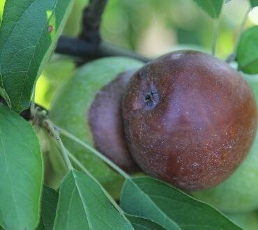 Сохраните урожай яблок до следующего сезона Яблоки обработанные фунгицидом ГЕОКС®
