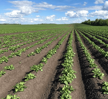Применение гербицида БОКСЕР® применение гербицида БОКСЕР® для различных культур