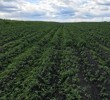 Контроль контроль применения гербицида БОКСЕР® для различных культур