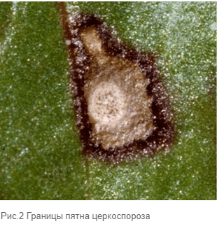 Рис.2 Границы пятна церкоспороза Рис.2 Границы пятна церкоспороза