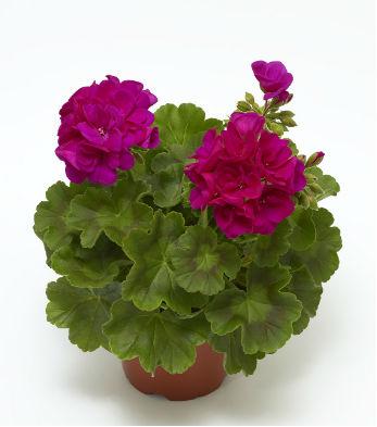 Пеларгония Moxie!™ Deep Rose пеларгония серии Moxie!™ Deep Rose