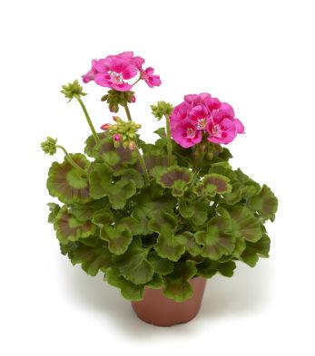 Пеларгония Moxie!™ Deep Rose Mega Splash пеларгония серии Moxie!™ Deep Rose Mega Splash