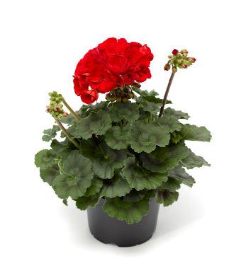 Пеларгония Moxie!™ Scarlet пеларгония серии Moxie!™ Scarlet