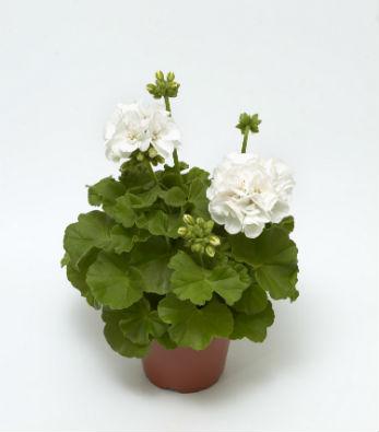 Пеларгония Moxie!™ White пеларгония серии Moxie!™ White