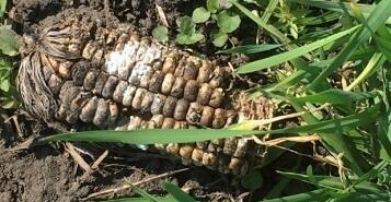 Грибы рода Fusarium spp. на остатках предшественника. Белгородская область, 2020 г. Грибы рода Fusarium spp. на остатках предшественника. Белгородская область, 2020 г.