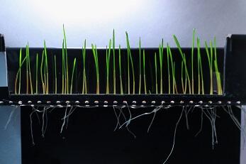 Всхожесть на хоз.варианте Всхожесть на хоз.варианте