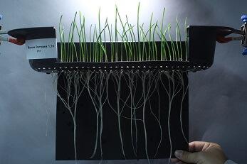 Всхожесть после применения МАКСИМ® ФОРТЕ Всхожесть после применения МАКСИМ® ФОРТЕ