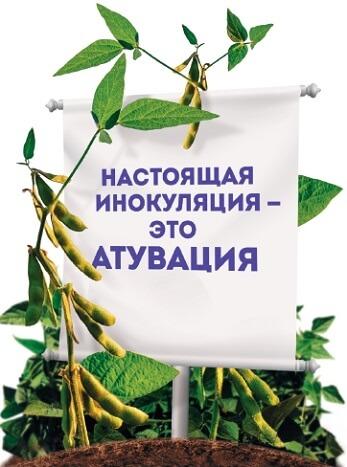 Настоящая инокуляция это атувация Настоящая инокуляция это атувация