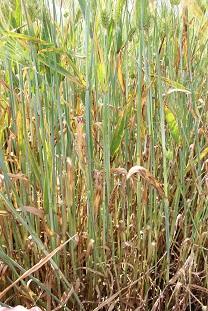 Триазол Ячмень Триазол