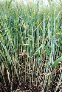 Ячмень ЭЛАТУС® Эйс Ячмень ЭЛАТУС® Эйс