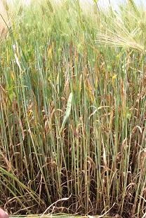 Ячмень контроль Ячмень контроль