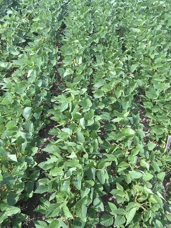 Остановит цунами сорняков Делянка обработана ФЛЕКС + ПАВ 1,5 + 0,2 л/га (21 ДПО). Приморский край, 2021 г.