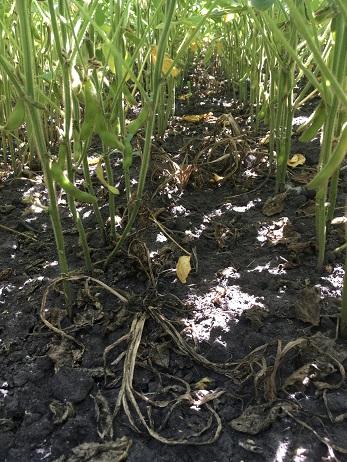 Делянка обработана ЭВЕНТУС® 2,0 л/га (55 ДПО). Орловская область, 2021 г. Делянка обработана ЭВЕНТУС® 2,0 л/га (55 ДПО). Орловская область, 2021 г.