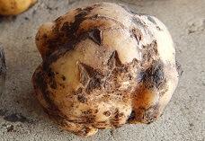 Растрескивание клубней Растрескивание клубней