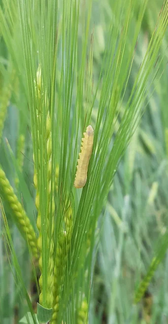 syngenta3.png syngenta3.png