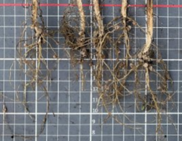 Вариант хозяйства Вариант хозяйства