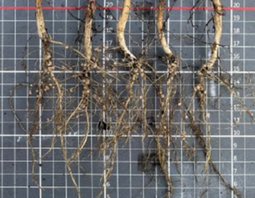 ВАЙБРАНС® КРУЙЗЕР® Макс ВАЙБРАНС® КРУЙЗЕР® Макс