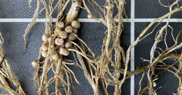 Вариант хозяйства Вариант хозяйства