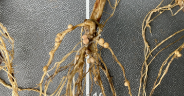 ВАЙБРАНС® КРУЙЗЕР® Макс ВАЙБРАНС® КРУЙЗЕР® Макс