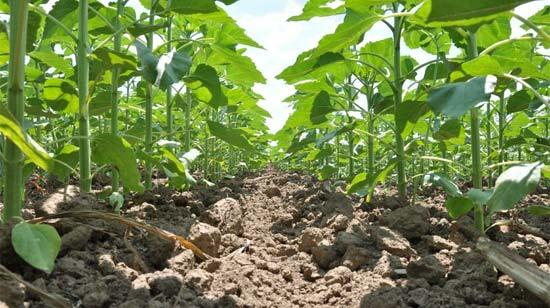 Защита подсолнечника