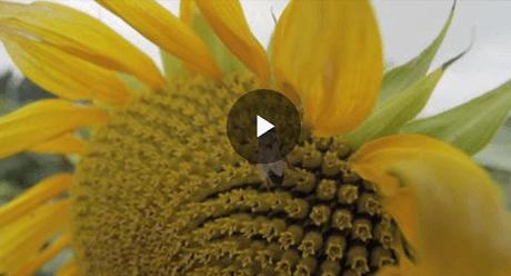 Интерактивный подбор гибридов подсолнечника