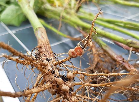 Биологический инокулянт