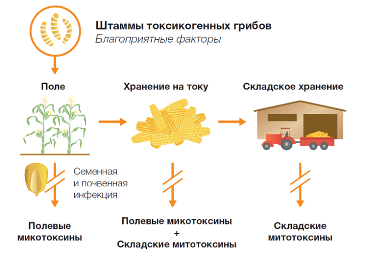 Некоторые виды грибов рода Fusarium, а также Aspergillus могут образовывать в кукурузе опасные для человека и животных продукты своей жизнедеятельности – микотоксины.
