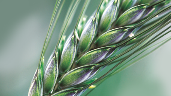 Атлас сорняков 2023