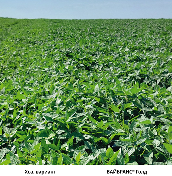 Сравнение вайбранс и хоз. варианта. Фото 3