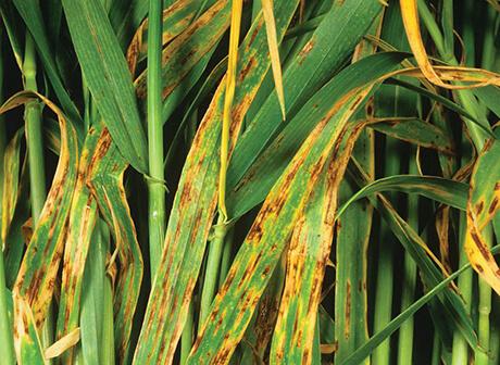 Фунгицидная защита семян