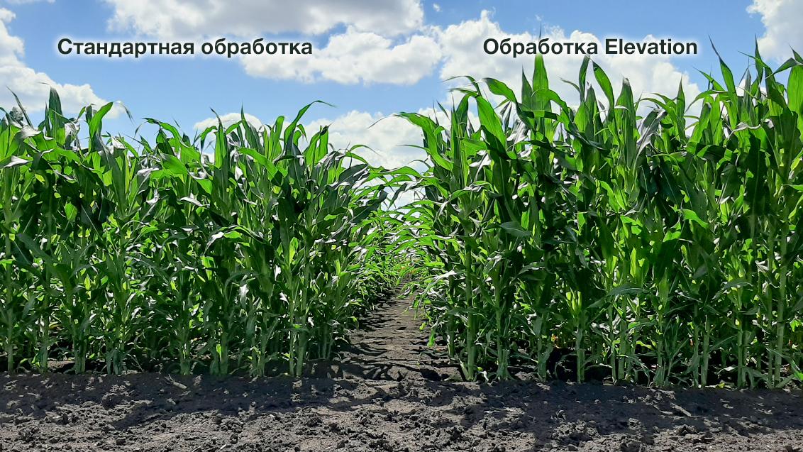 Elevation сравнение полей