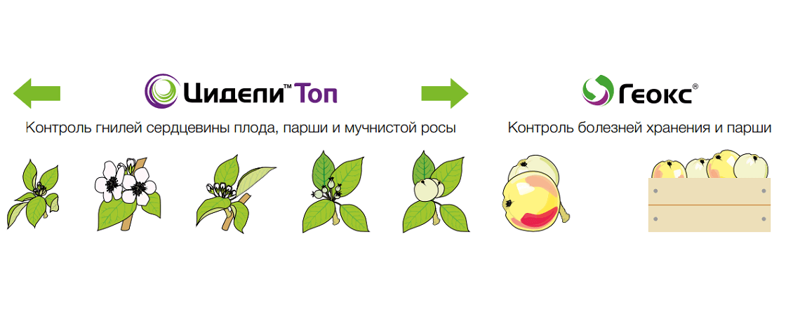Лучшее качество плодов перед уборкой и гарантия длительного хранения без повреждения гнилями при использовании ЦИДЕЛИ™ ТОП с последующим применением фунгицида ГЕОКС