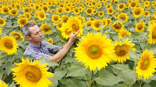 Гибриды подсолнечника