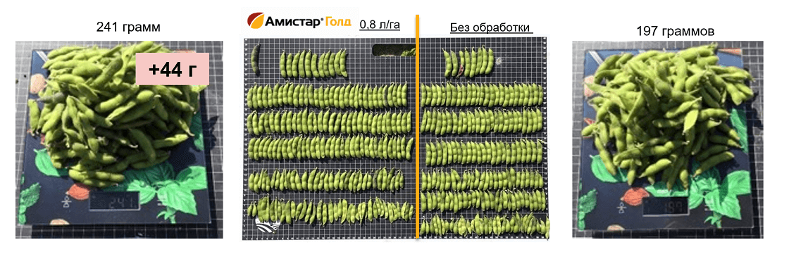 Сравнение веса плодов сои