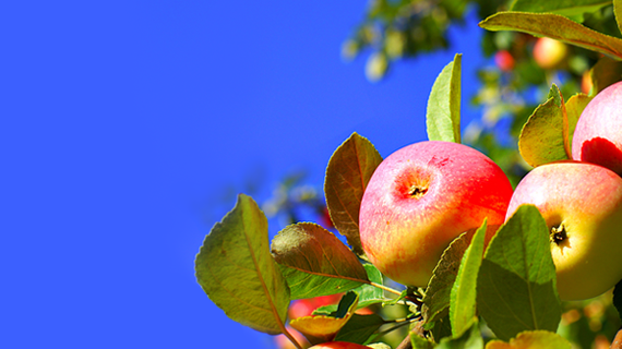 Школа управления урожаем по садам 1.0