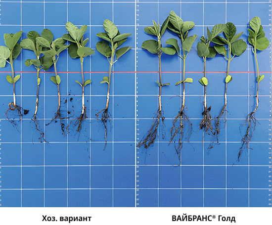 Сравнение вайбранс и хоз. варианта. Фото 1