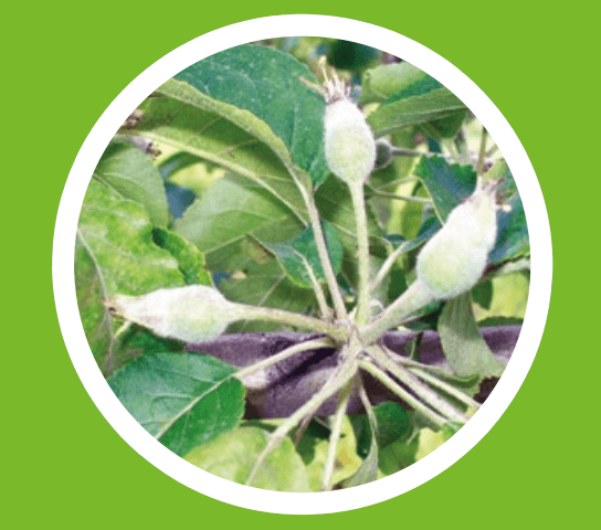 Контроль мучнистой росы