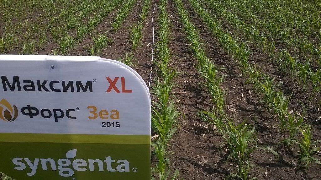 Для надежной защиты кукурузы от вредителей компании «Сингента» создала уникальный в своем роде препарат для обработки семян ФОРС® ЗЕА.
