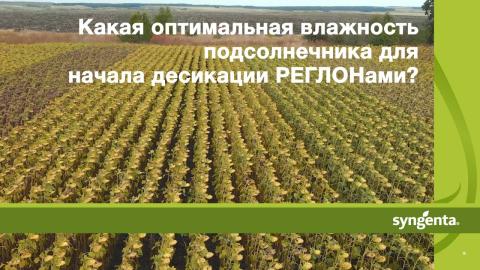 Какая оптимальная влажность подсолнечника для начала десикации РЕГЛОНами