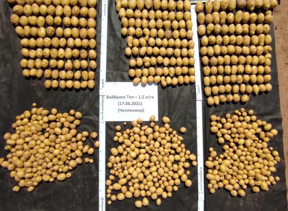 ВАЙБРАНС® Топ 1,5 л/т