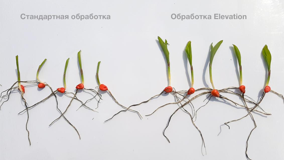 Elevation сравнение семян